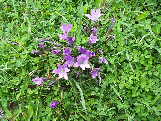 Romulea requienii / Zafferanetto di Requien